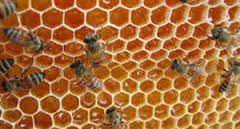 کار تحقیقی صنایع غذایی
طرح توجیهی
طرح کارآفرینی
طرح توجیهی تولید عسل
بسته های 50 و 100 گرمی عسل
بسته بندی عسل